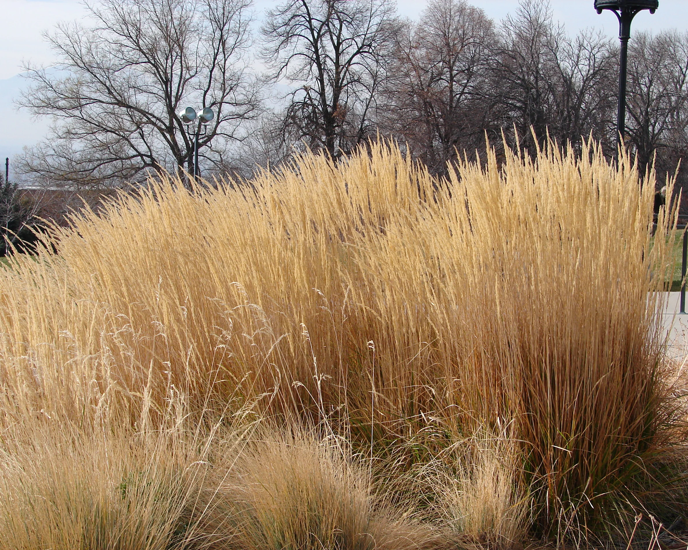 Calamagrostis 'Karl Foerster' - Image 10