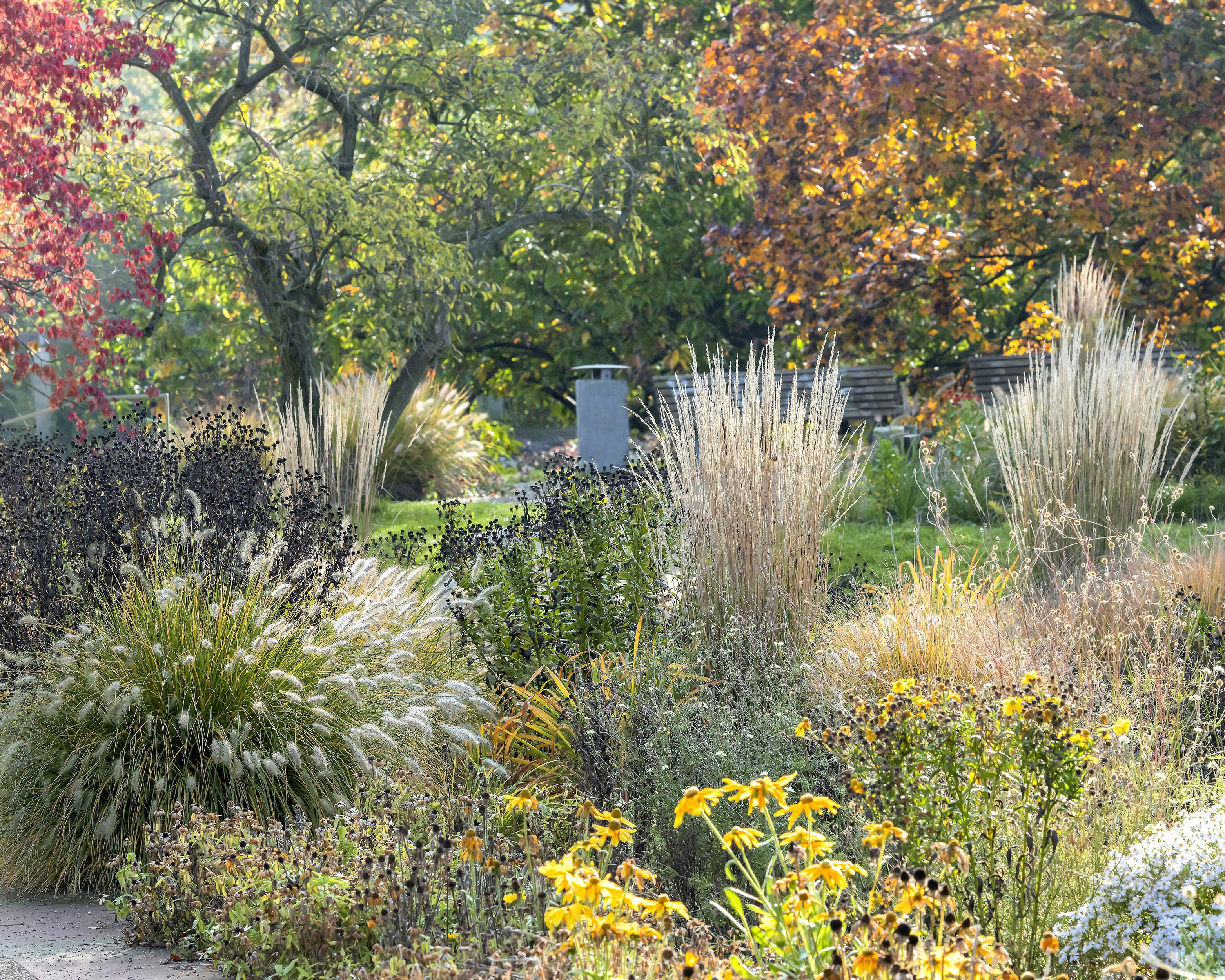 Calamagrostis 'Karl Foerster' - Image 11