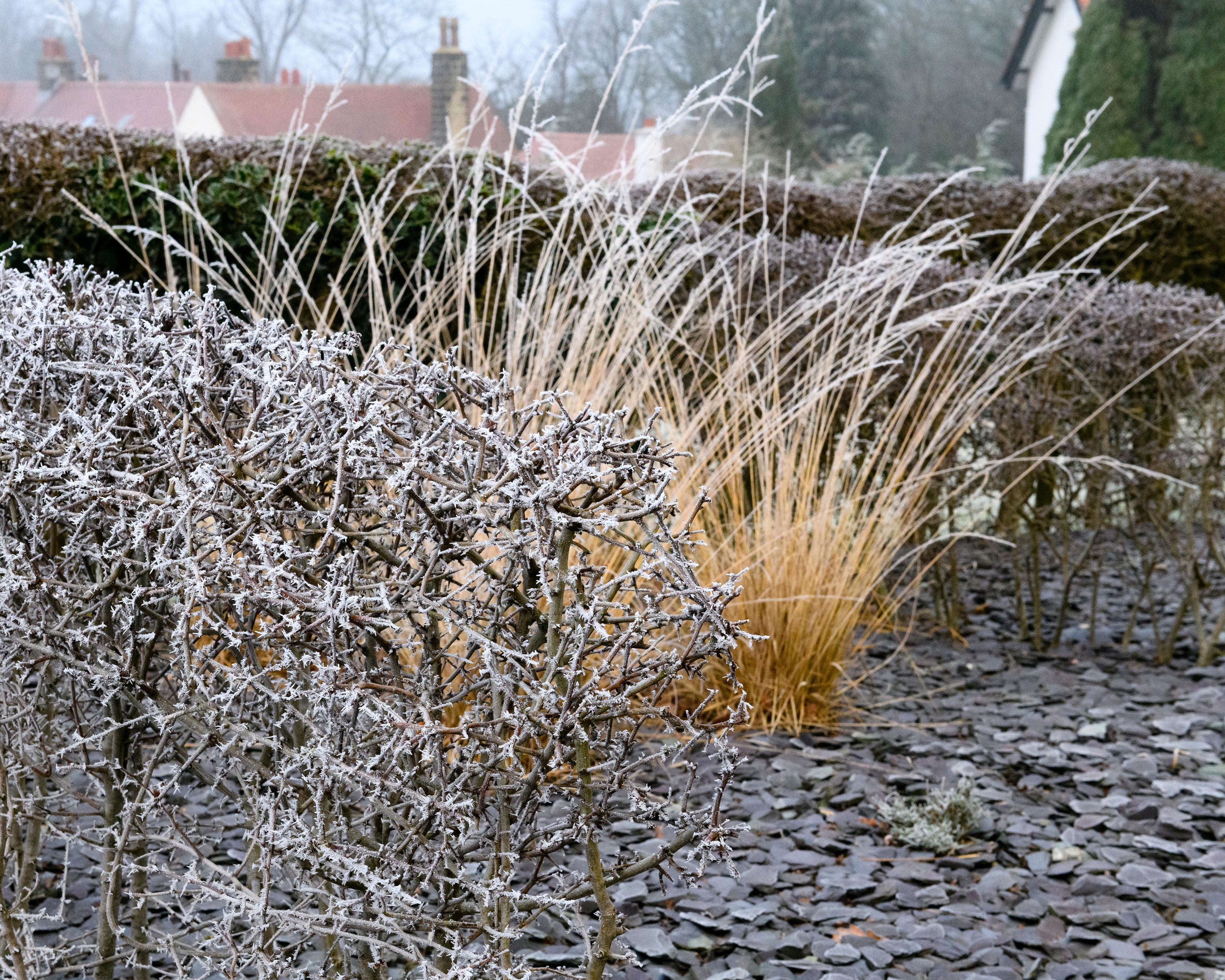 Calamagrostis 'Karl Foerster' - Image 12