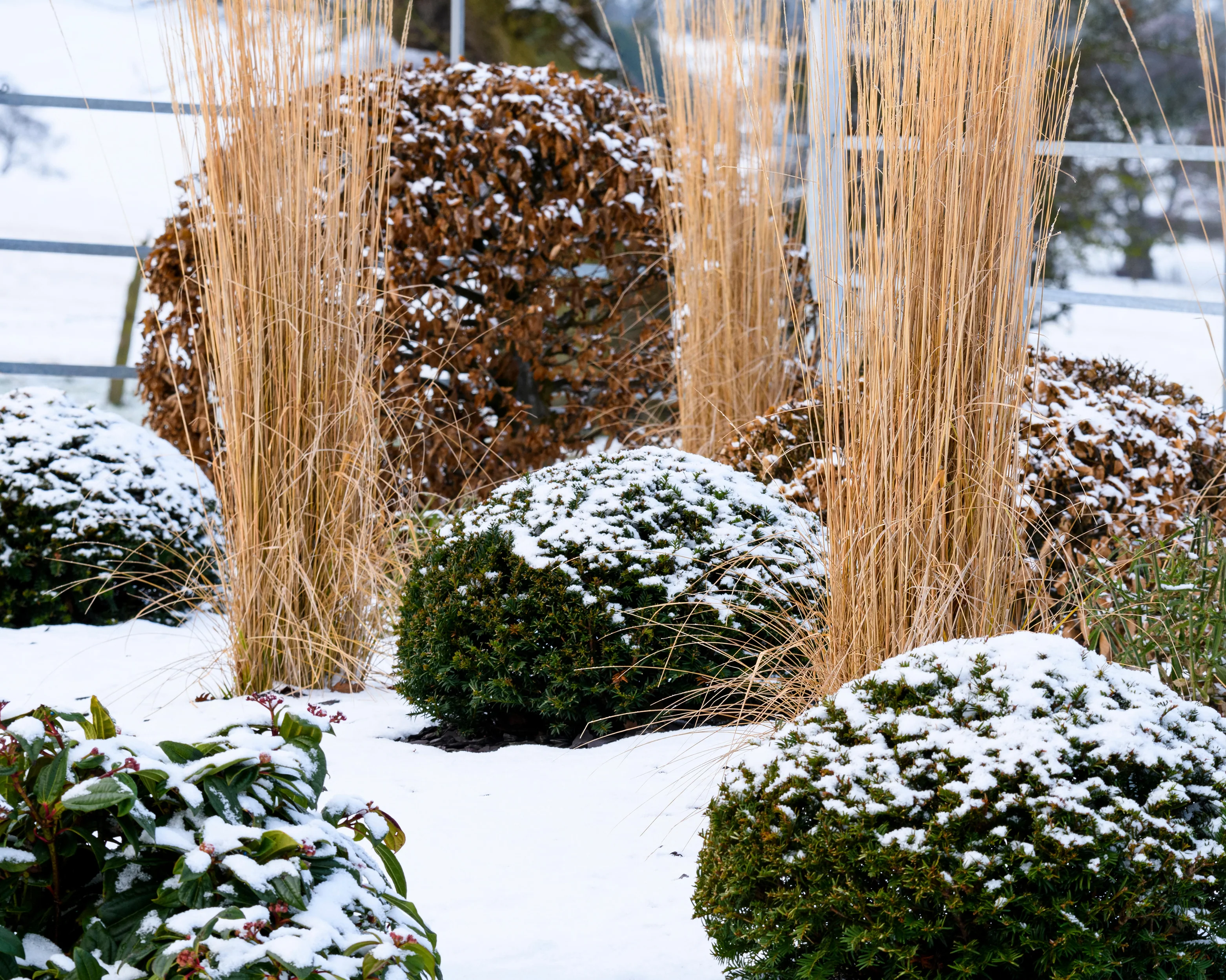 Calamagrostis 'Karl Foerster' - Image 15