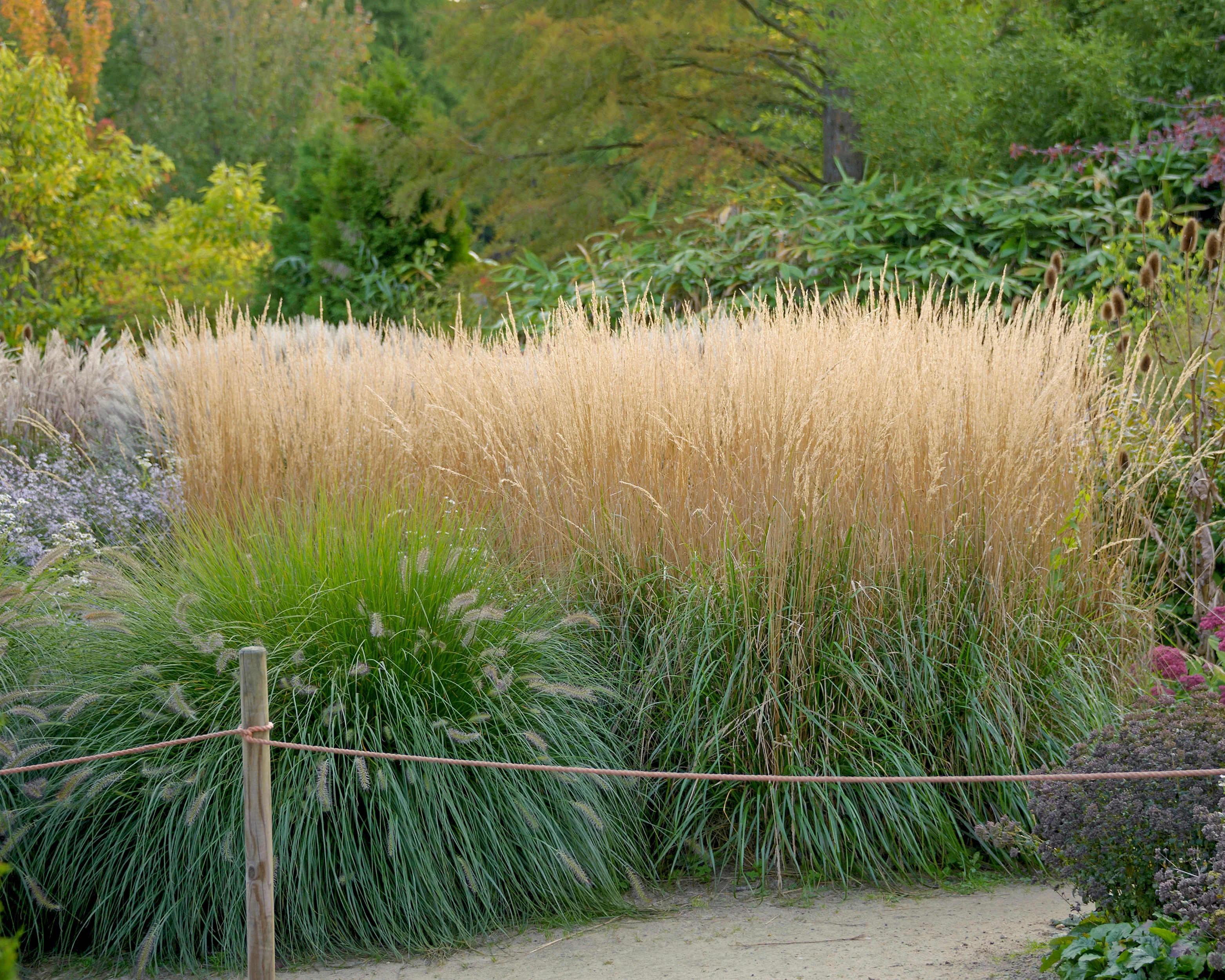 Calamagrostis 'Karl Foerster' - Image 2