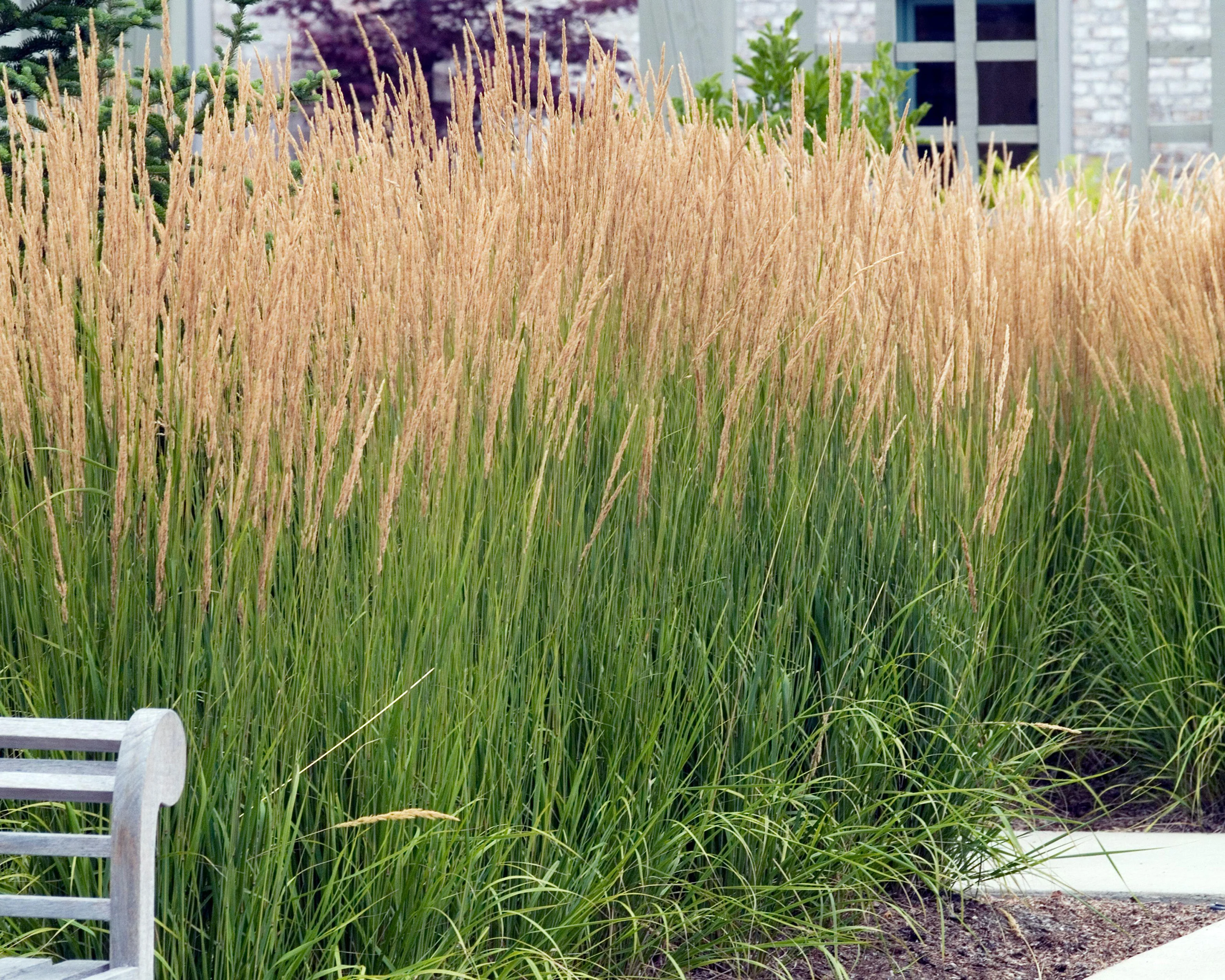 Calamagrostis 'Karl Foerster' - Image 3