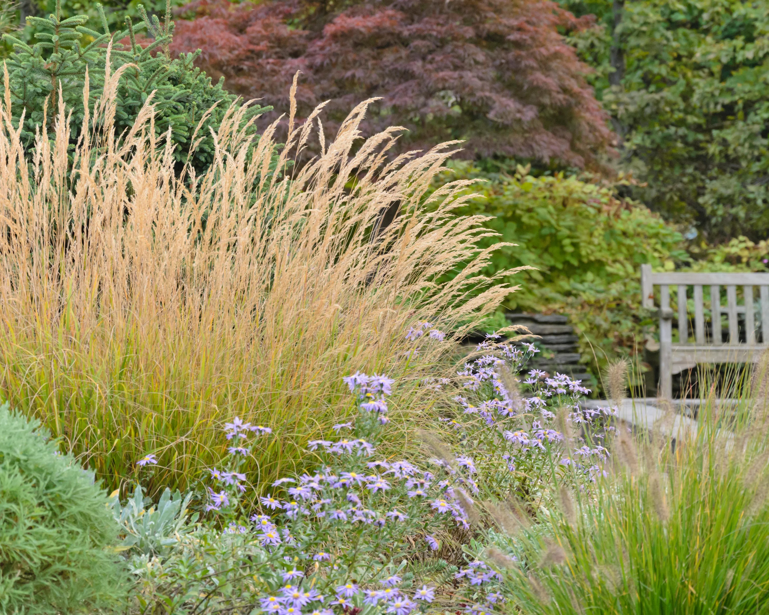 Calamagrostis 'Karl Foerster' - Image 4