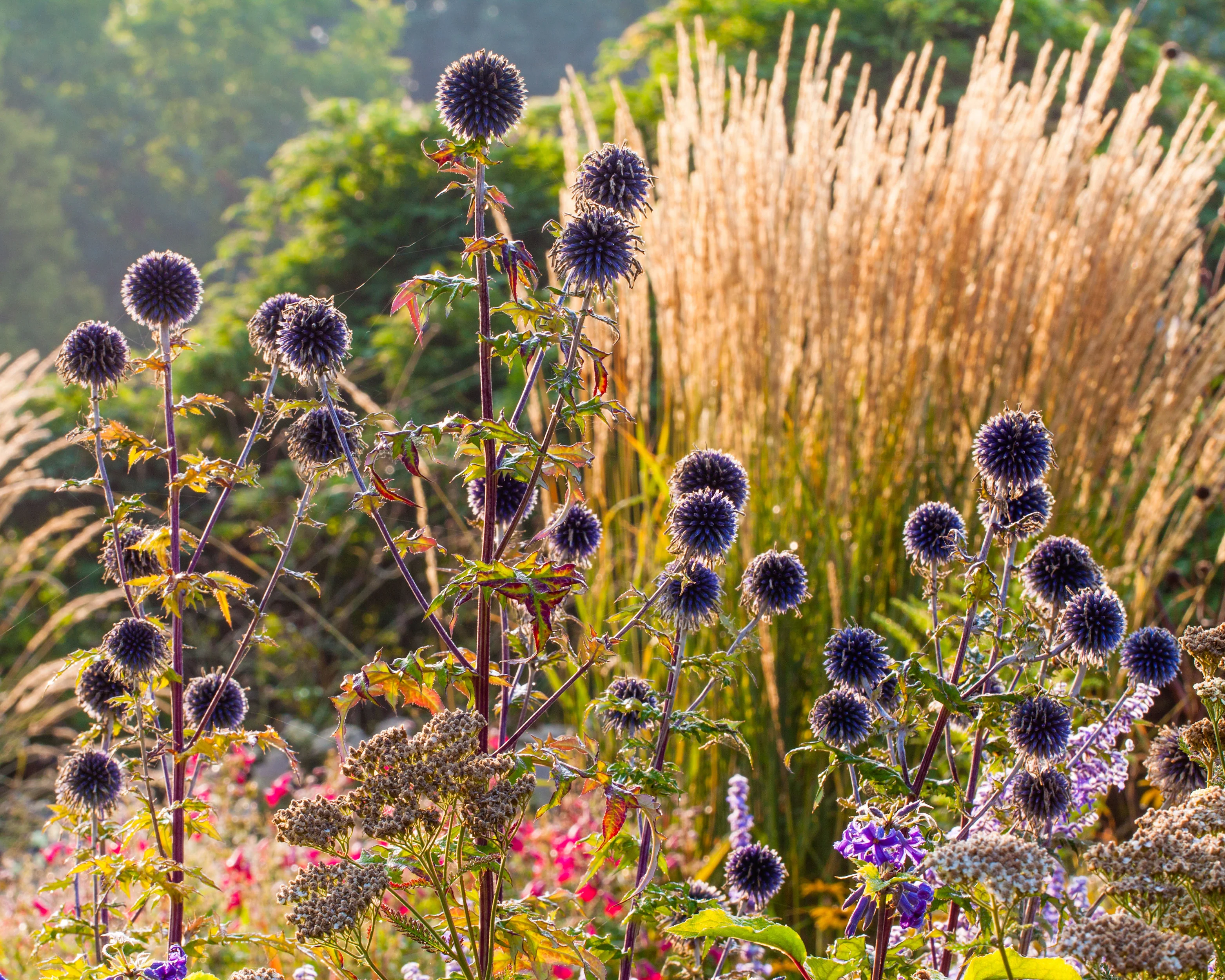 Calamagrostis 'Karl Foerster' - Image 7