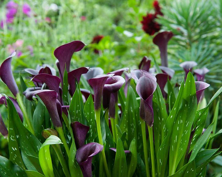 Calla 'Akela' - Image 3