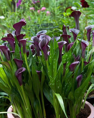 Calla 'Akela' - Image 5