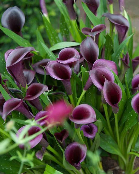Calla 'Akela' - Image 7