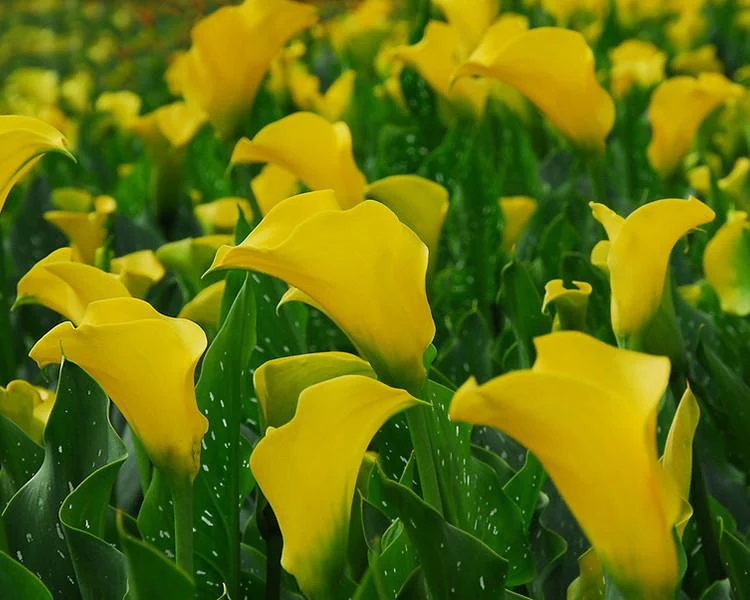 Calla 'Best Gold' - Image 3