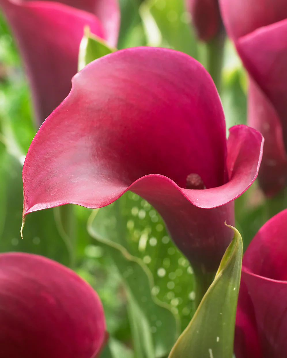 Calla 'Captain Prado' - Image 2
