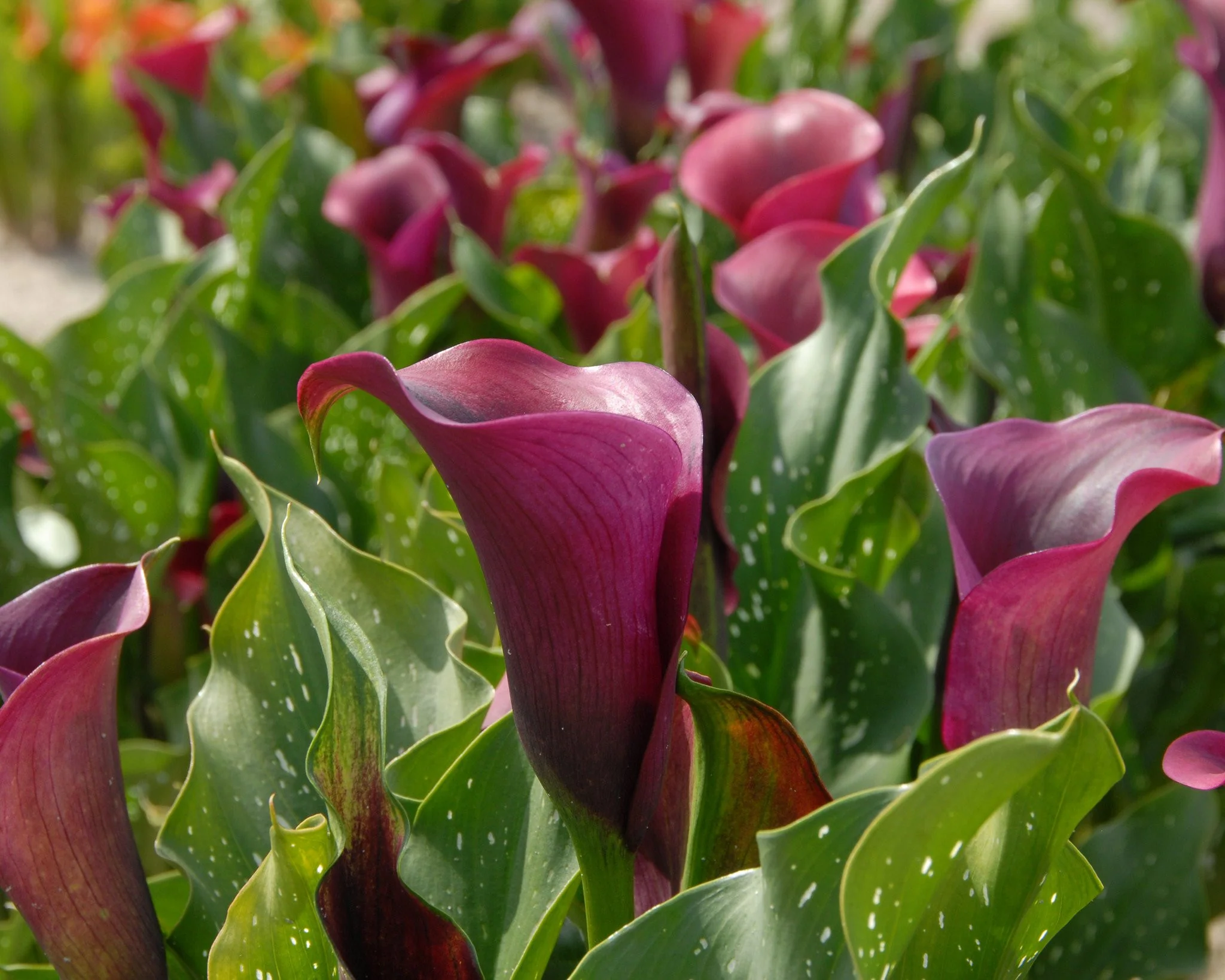 Calla 'Captain Prado' - Image 5
