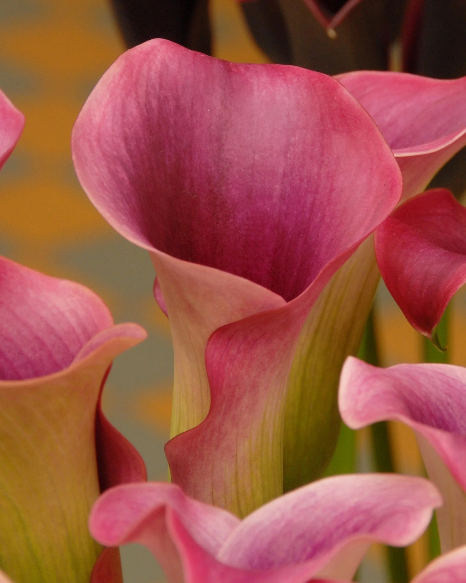 Calla 'Captain Promise' - Image 3