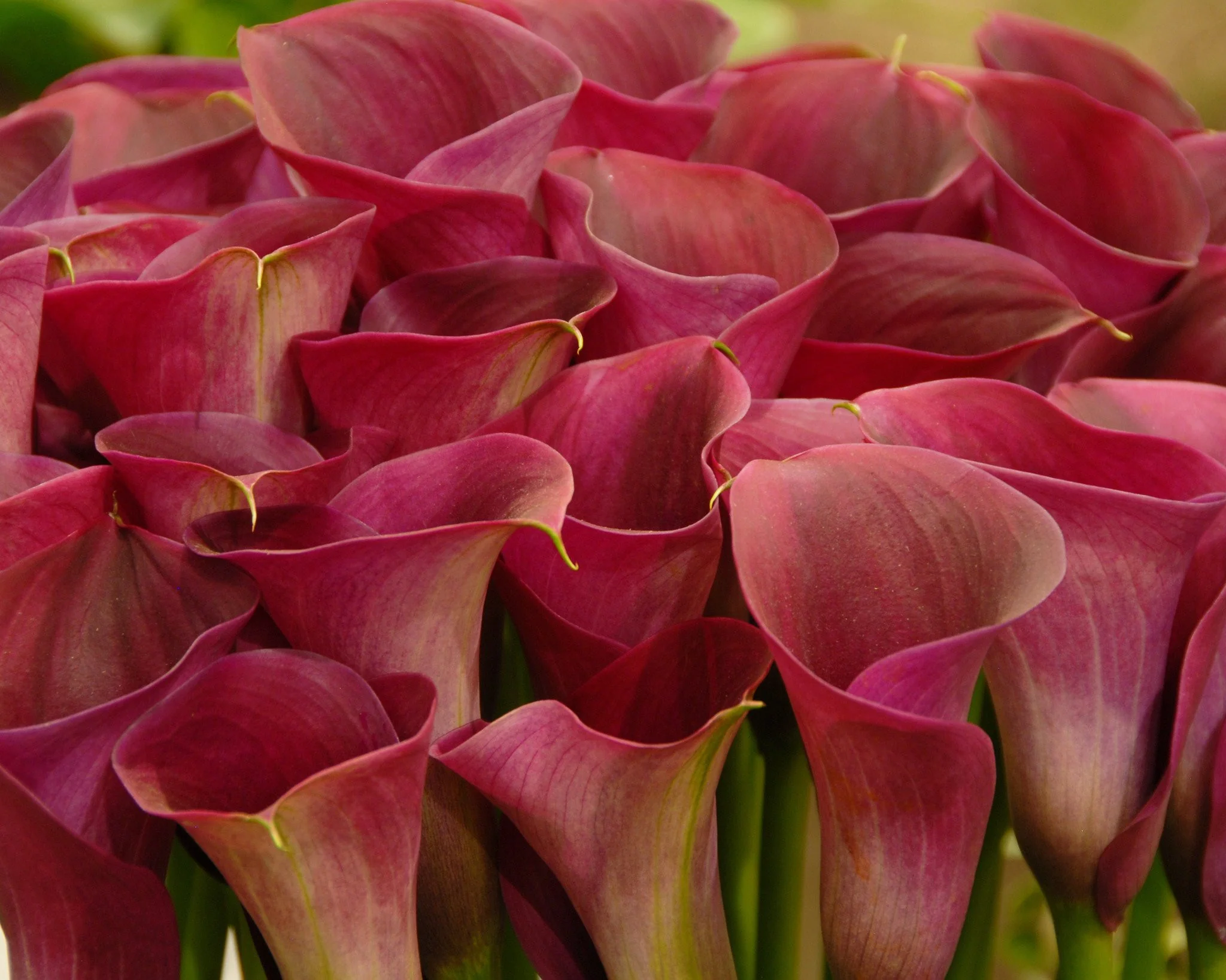 Calla 'Captain Promise' - Image 4