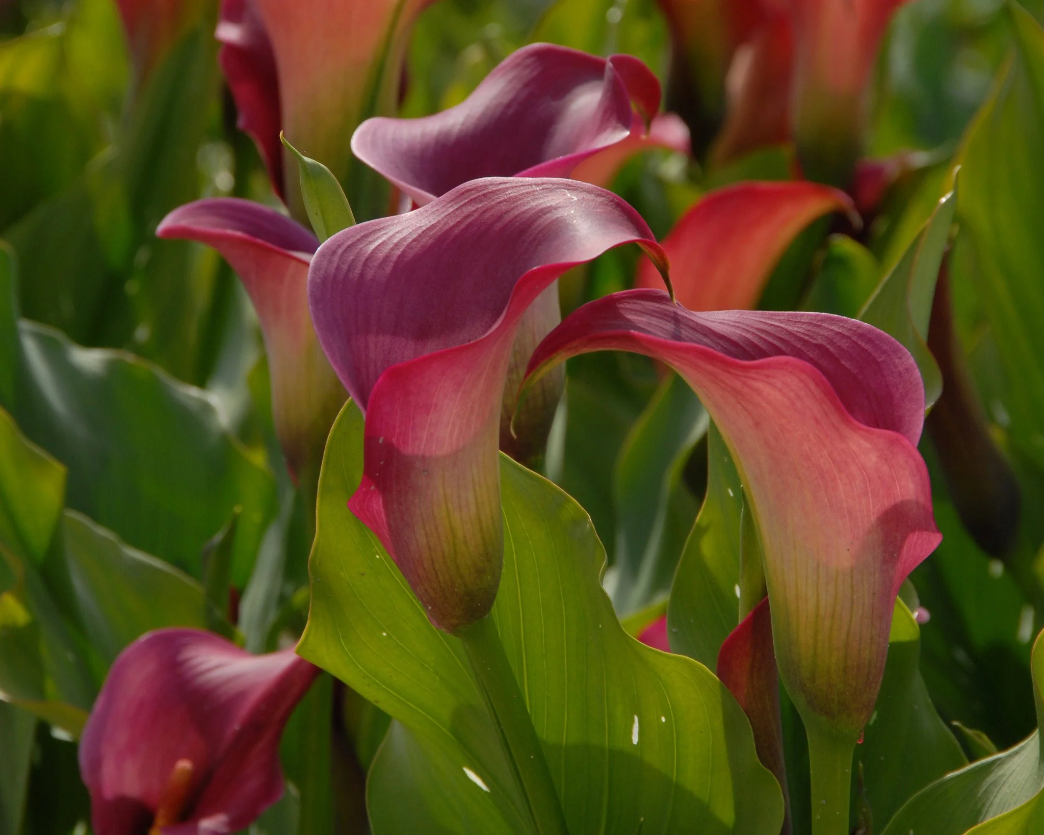 Calla 'Captain Promise' - Image 6