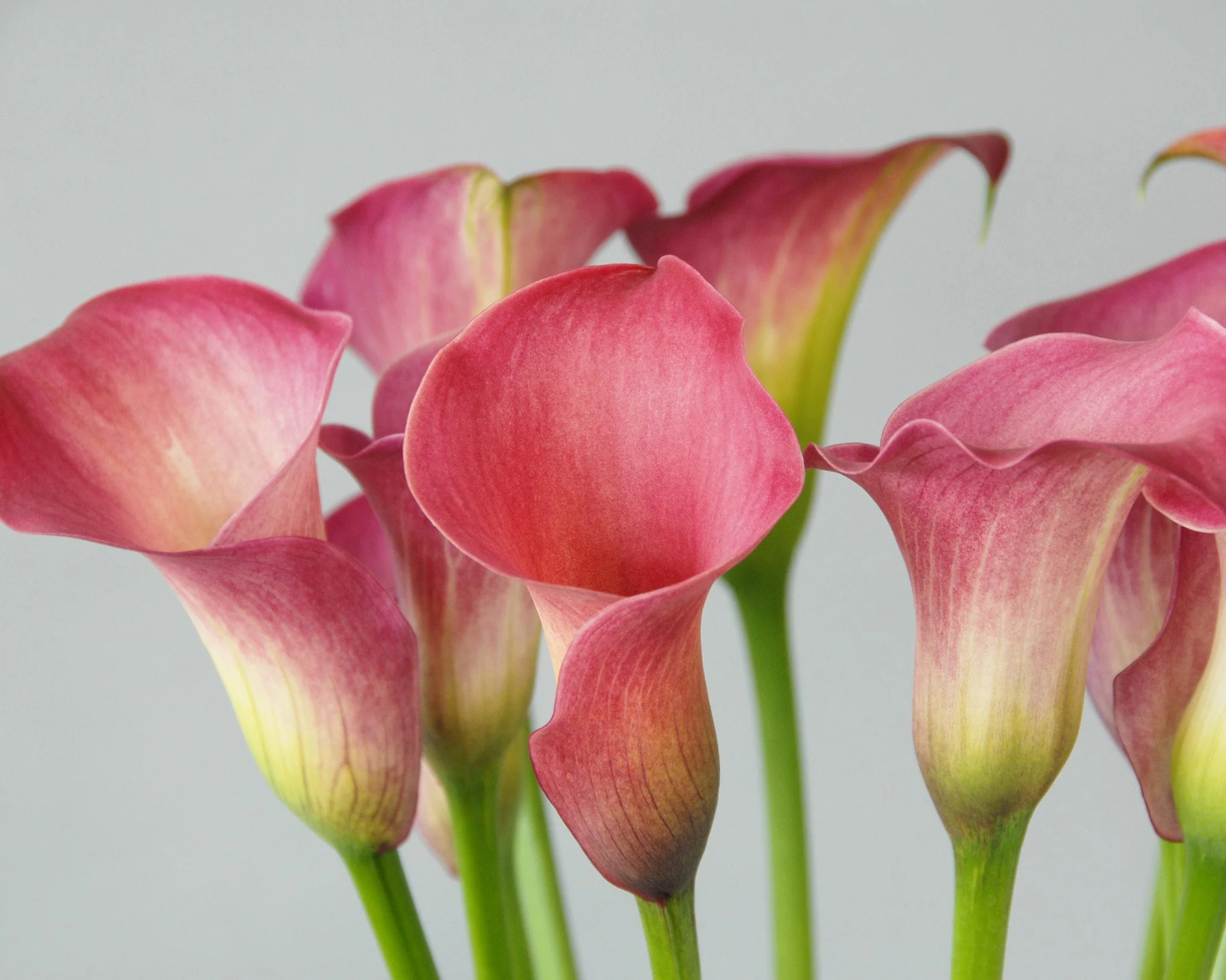 Calla 'Captain Romance - Image 4