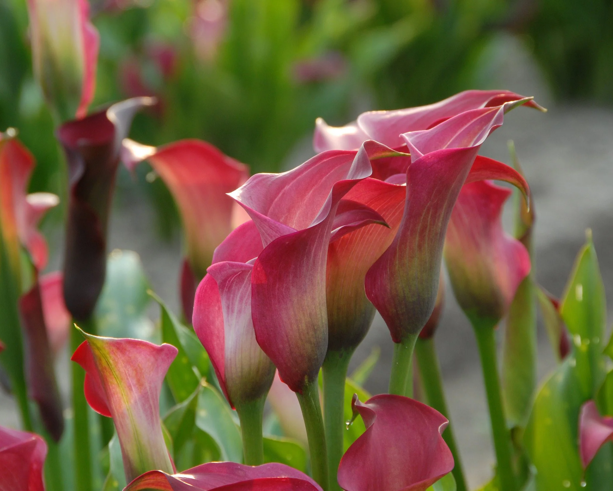 Calla 'Captain Romance - Image 5