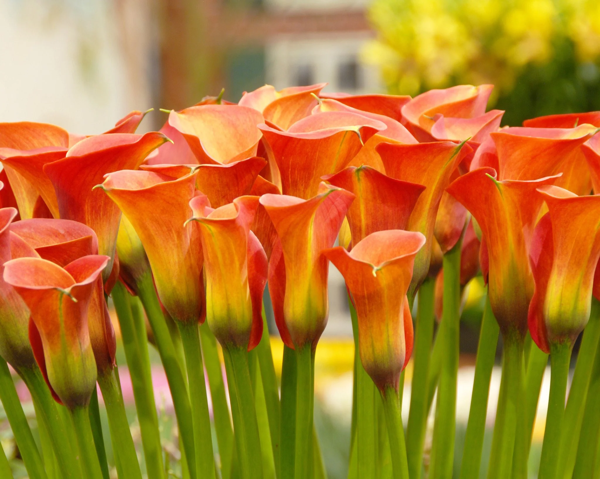Calla 'Captain Safari' - Image 4