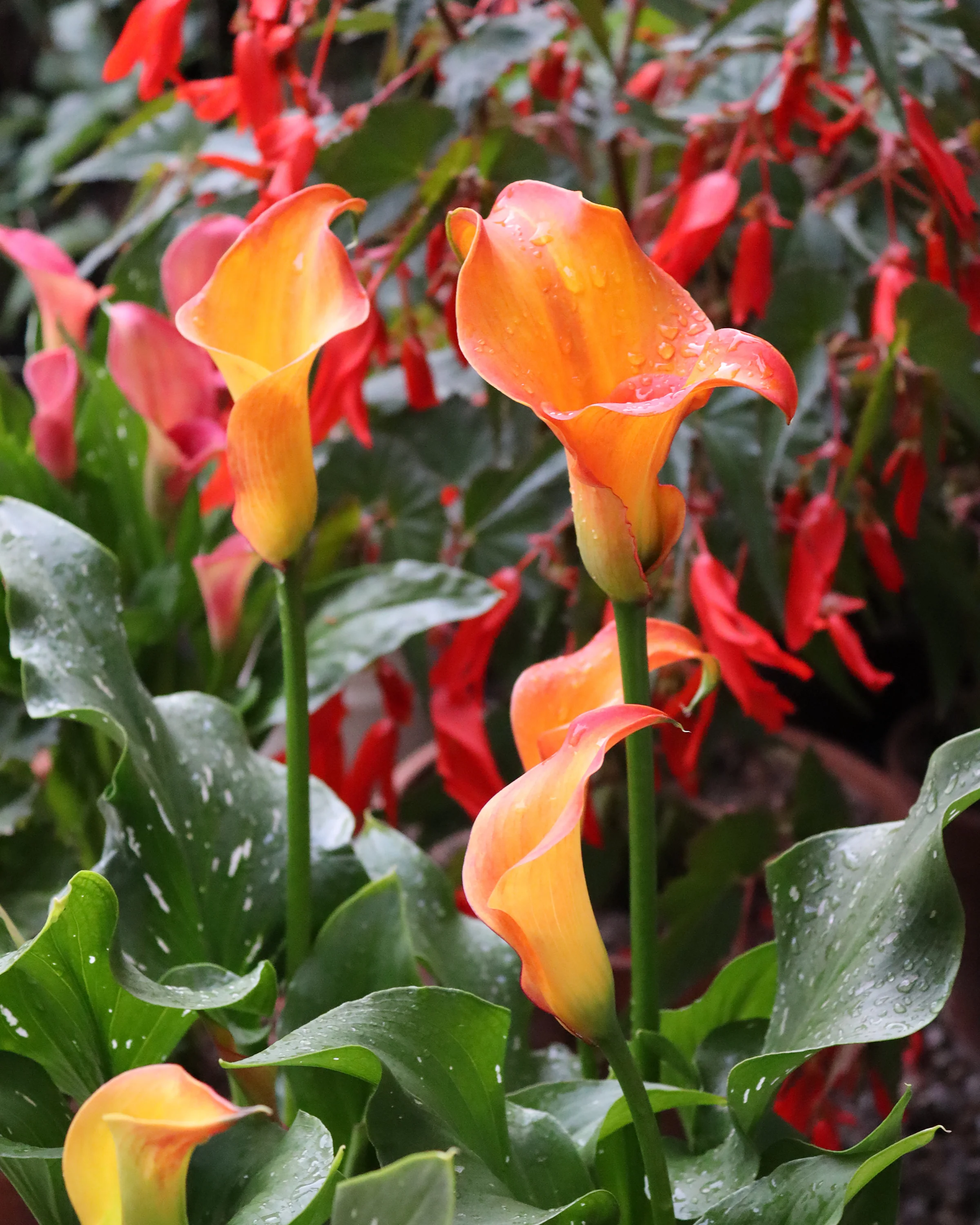 Calla 'Captain Safari' - Image 5