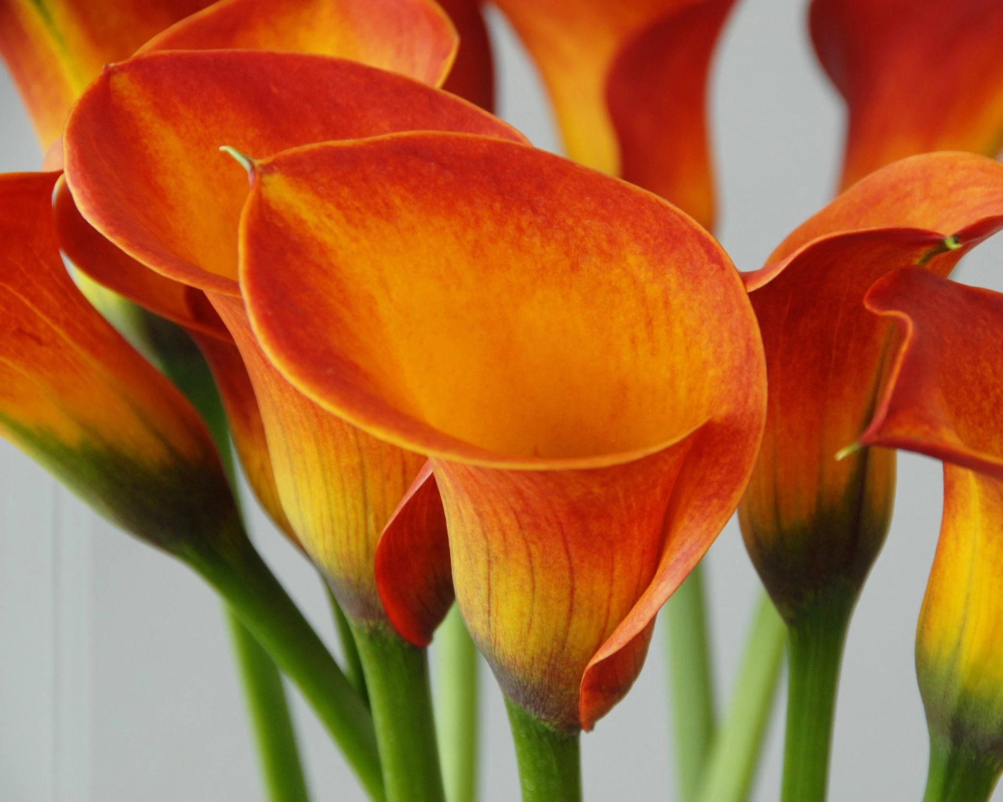 Calla 'Captain Safari' - Image 8