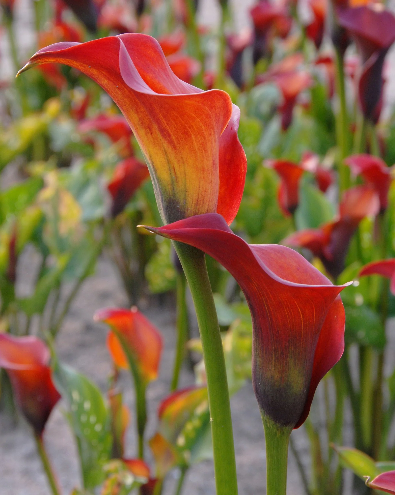 Calla 'Captain Safari' - Image 9