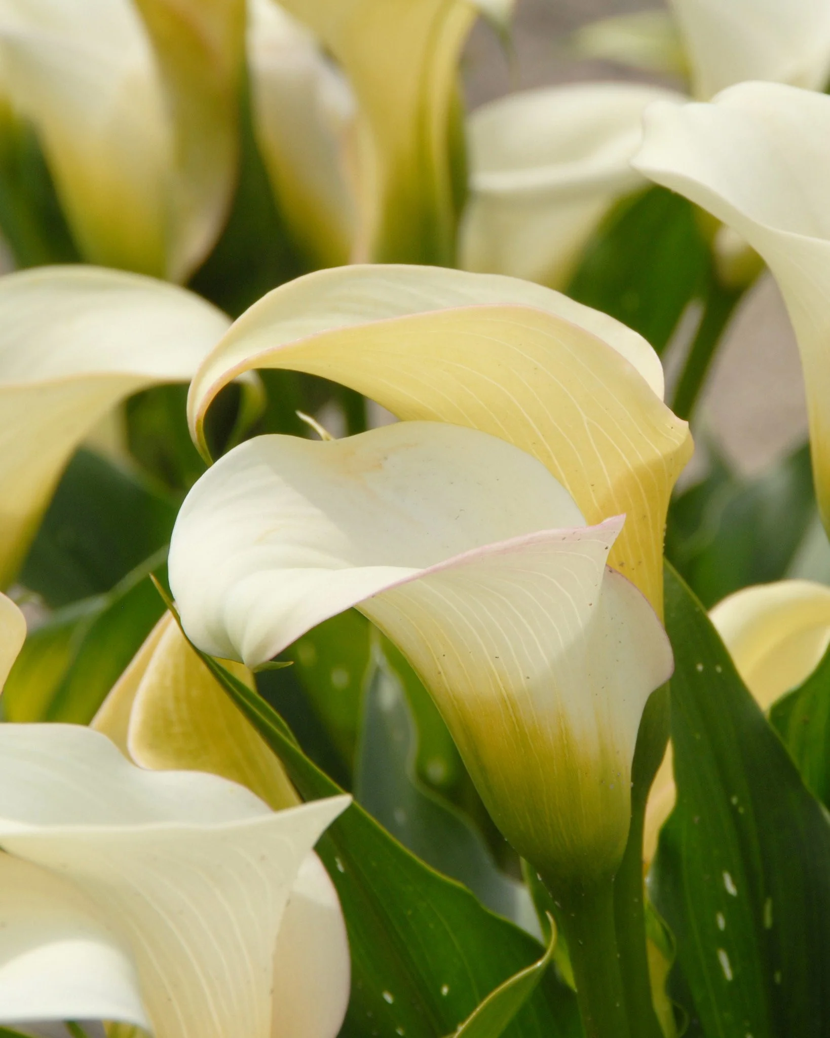 Calla 'Captain Ventura' - Image 4