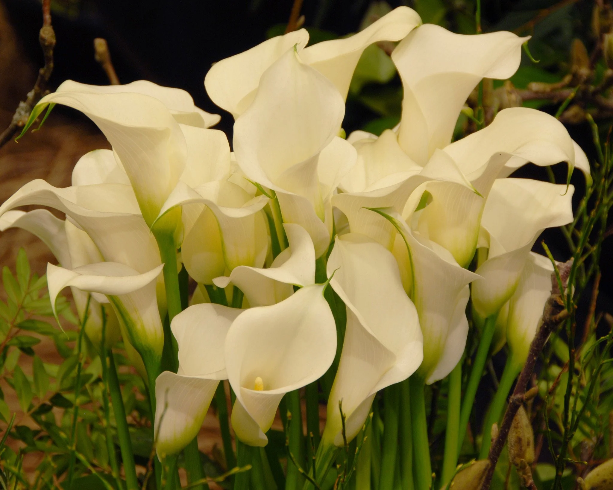 Calla 'Captain Ventura' - Image 5