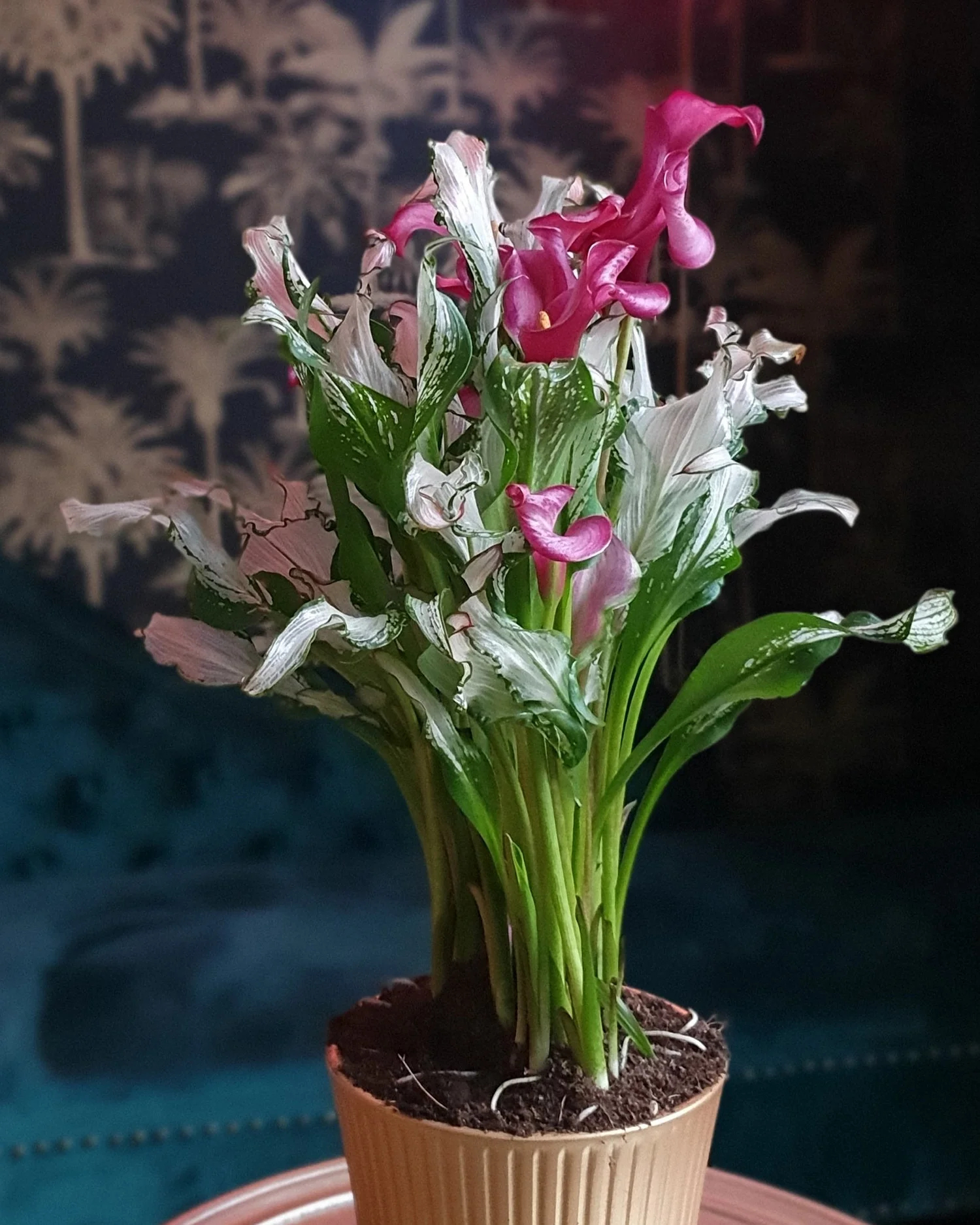 Calla 'Frozen Queen' - Image 10