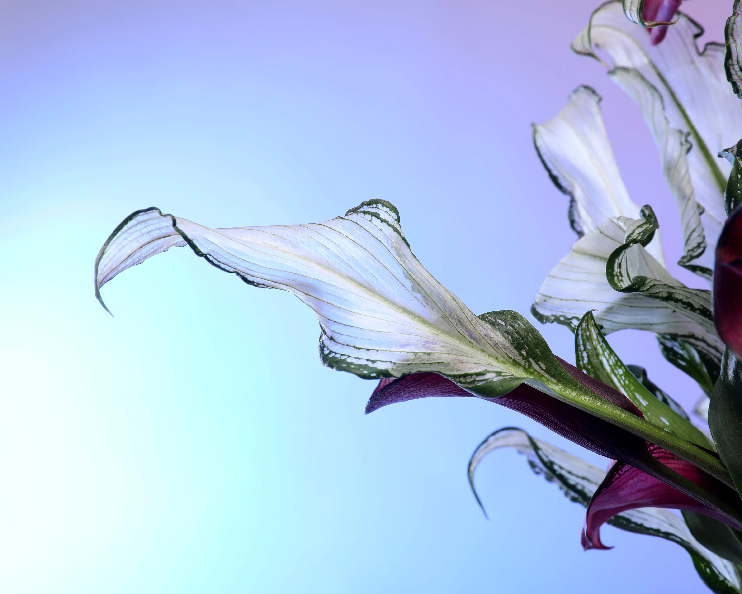 Calla 'Frozen Queen' - Image 8