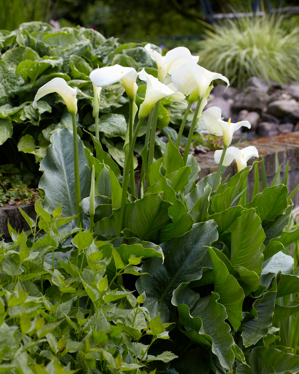 Calla aethiopica - Image 3