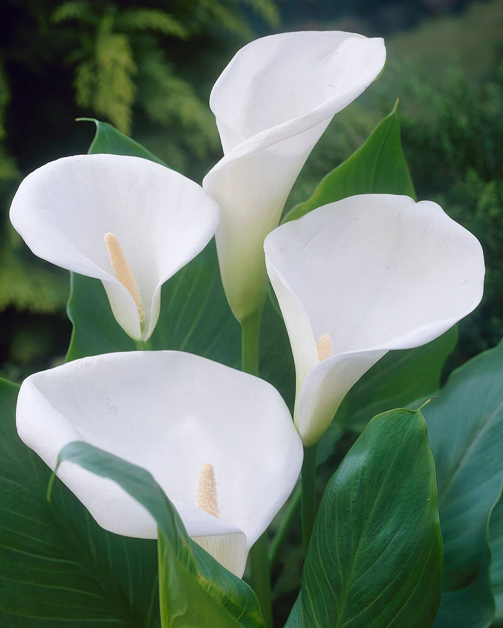 Calla aethiopica - Image 4