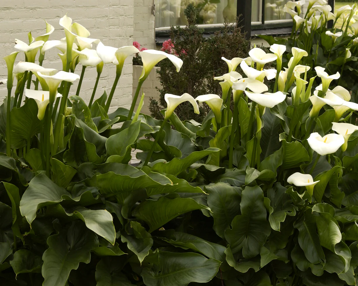 Calla aethiopica - Image 6