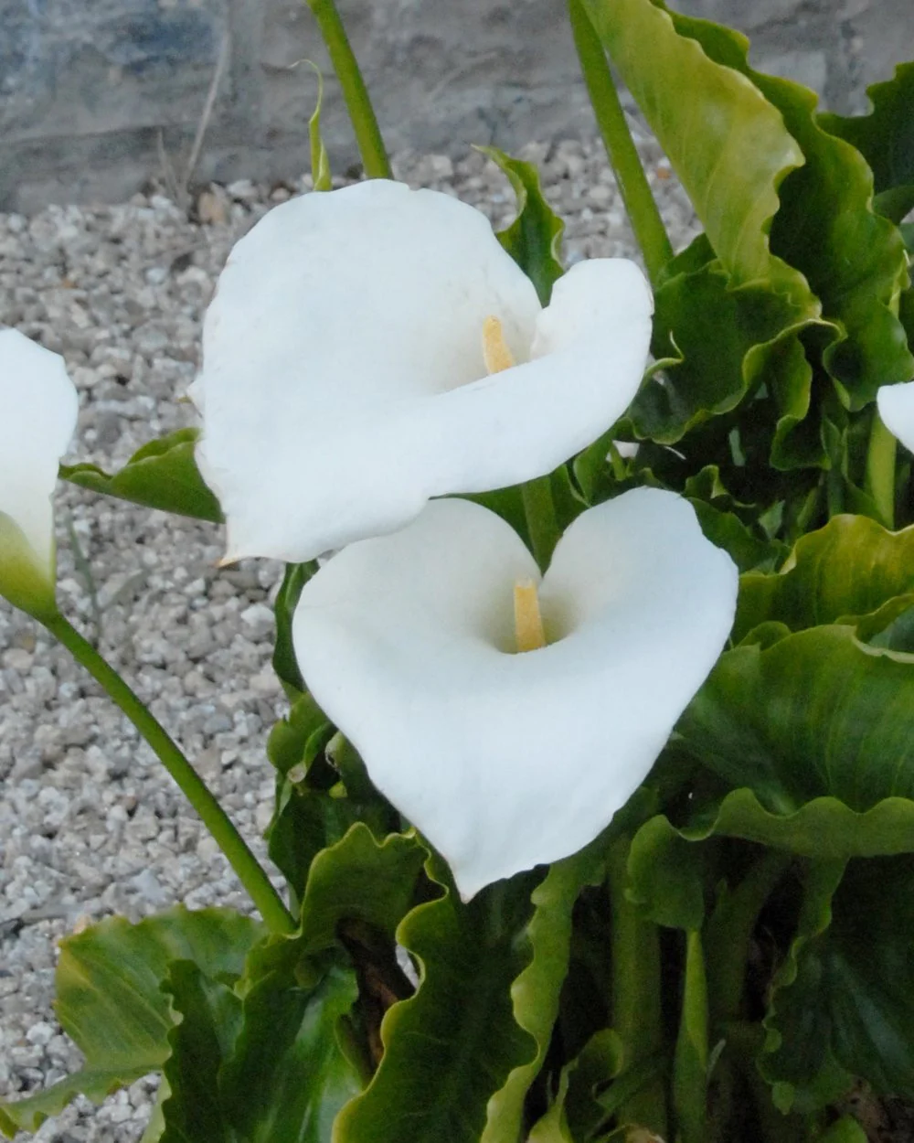 Calla aethiopica - Image 7