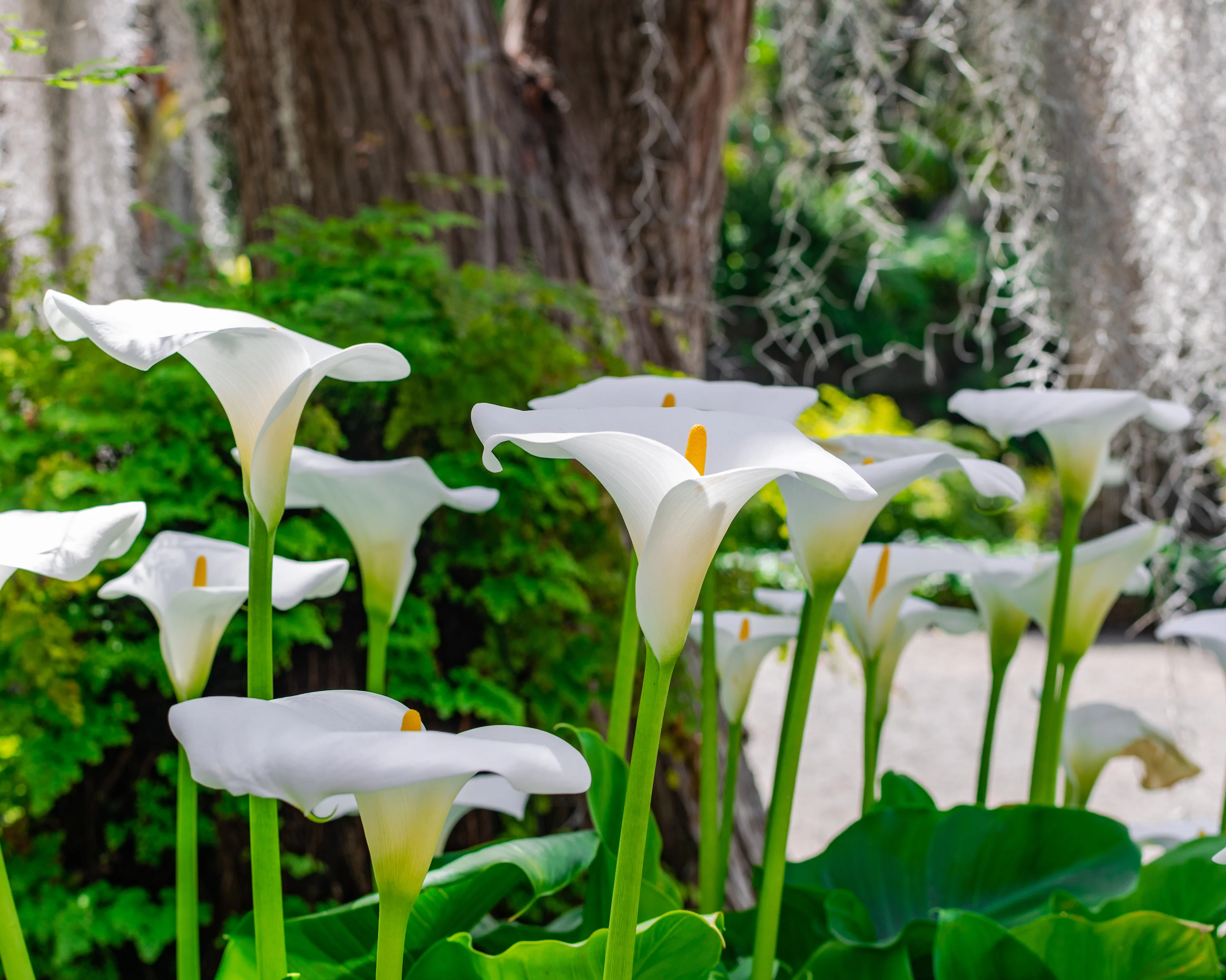 Calla aethiopica - Image 8
