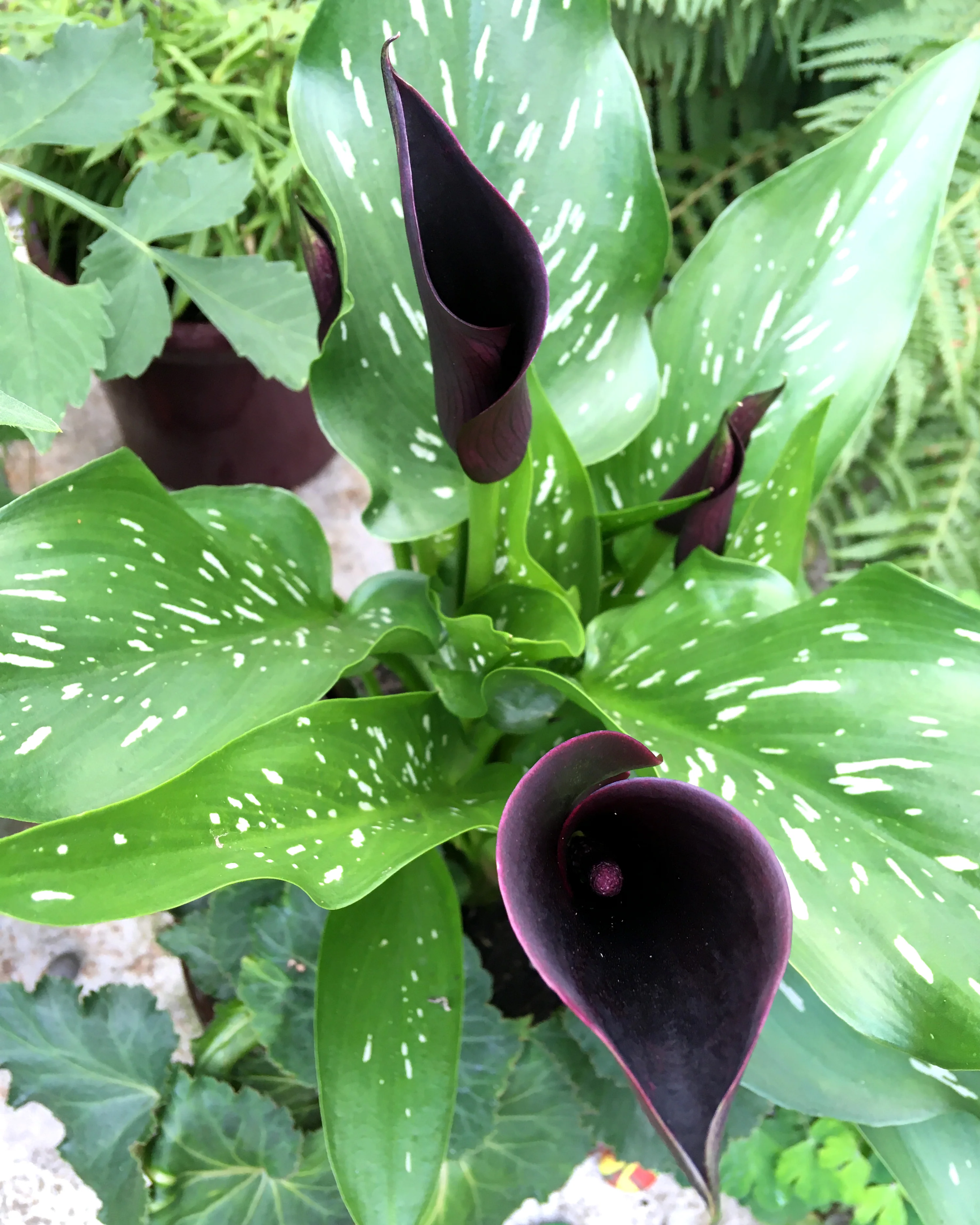 Calla 'Cantor' - Image 5