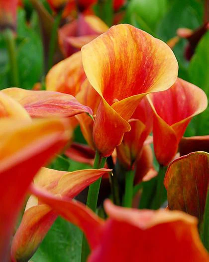 Calla 'Mango' - Image 2