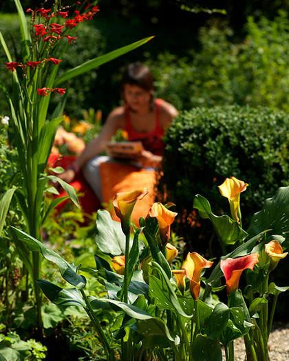 Calla 'Mango' - Image 3