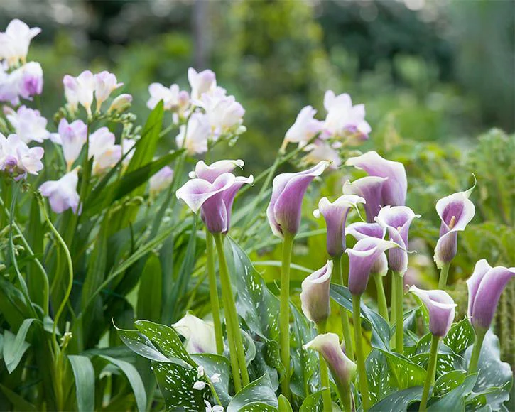 Calla 'Picasso' - Image 4