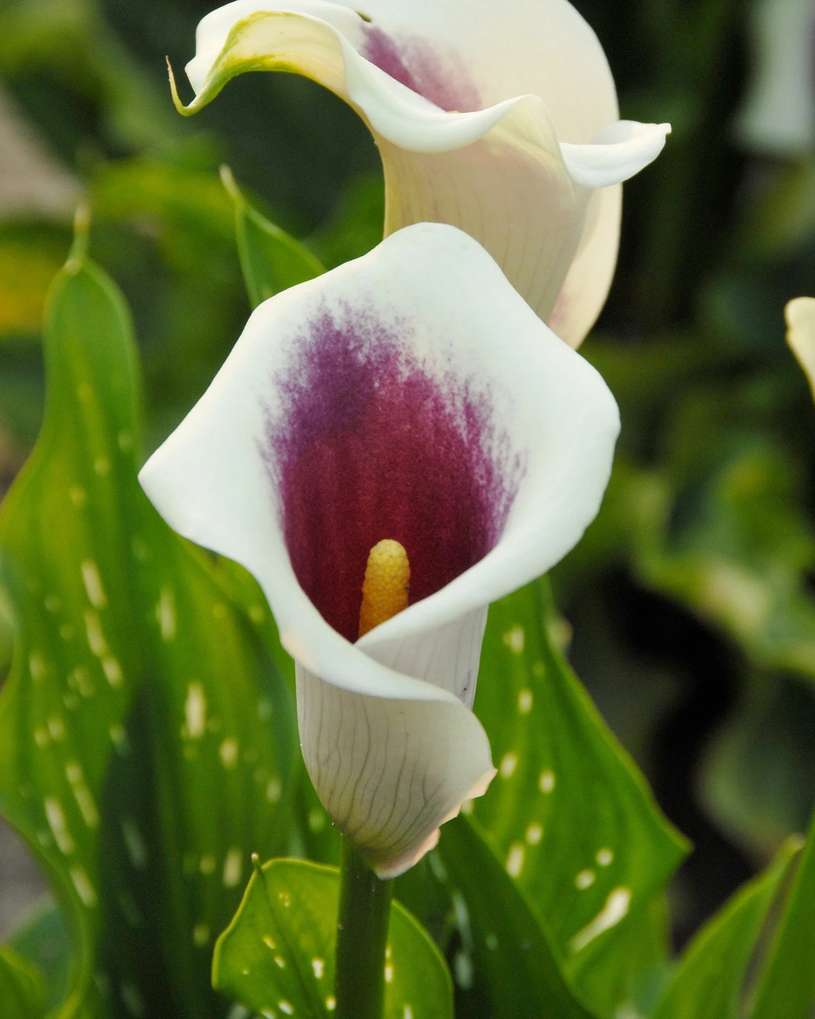 Calla 'Picasso' - Image 5