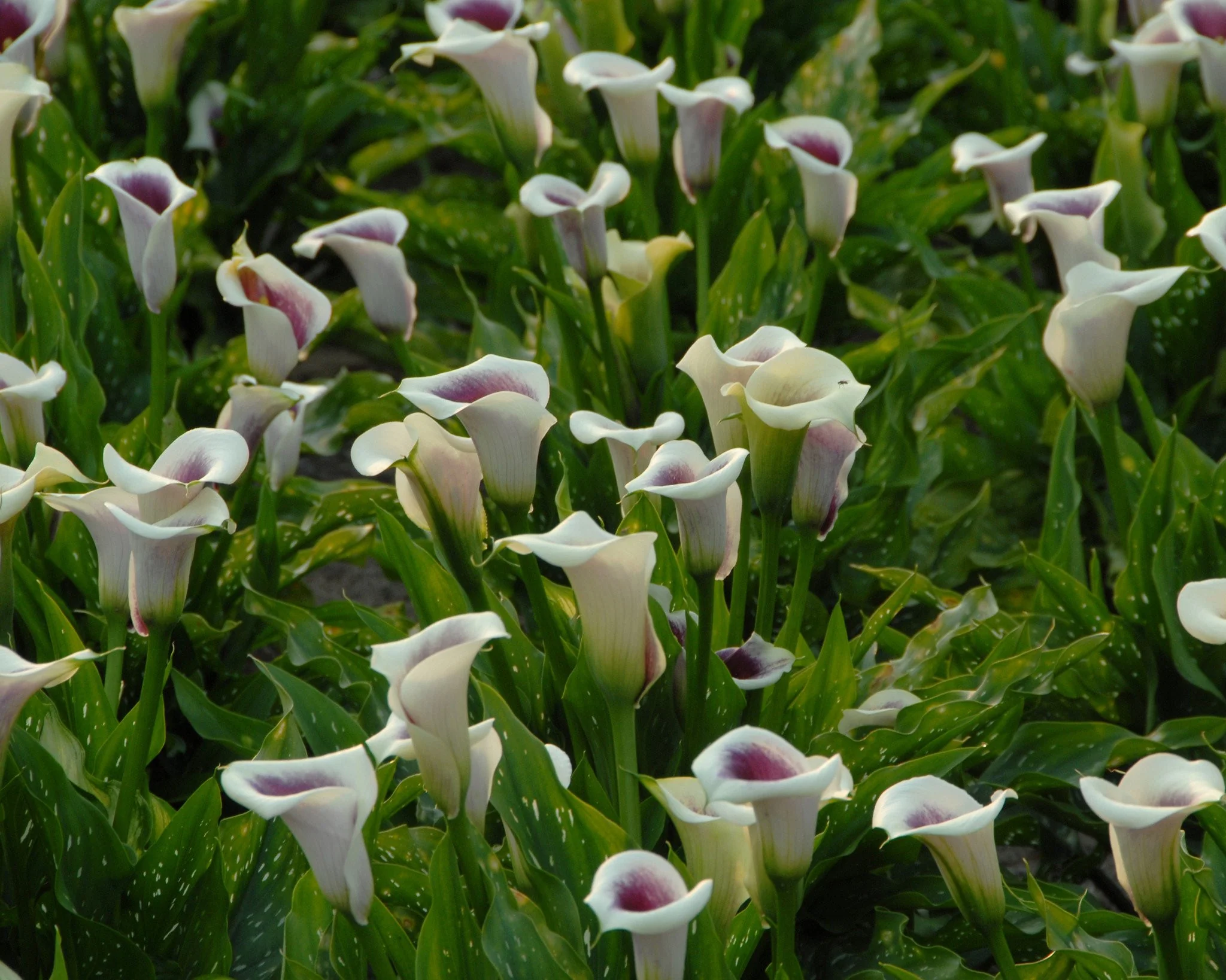 Calla 'Picasso' - Image 6