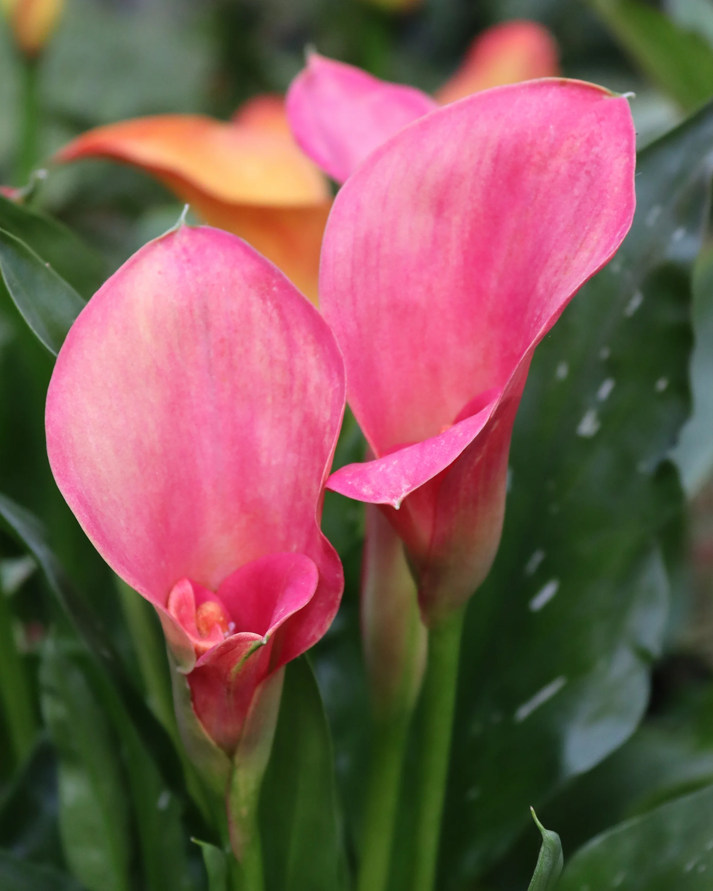 Calla 'Pink Jewel' - Image 3