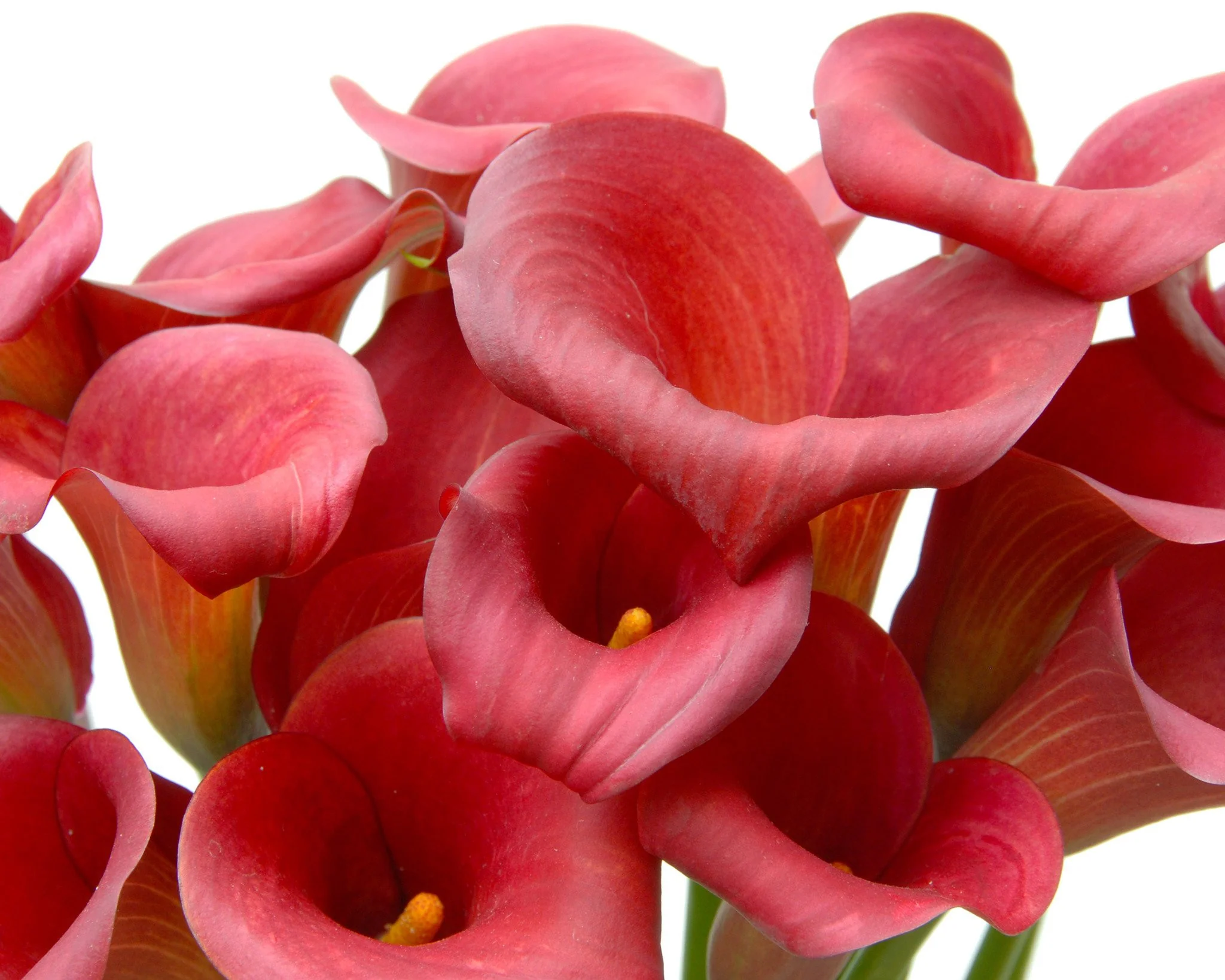 Calla 'Red Sox' - Image 5