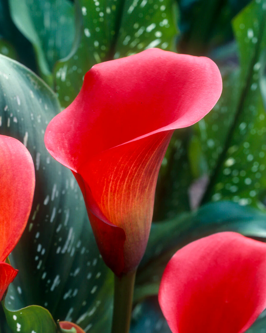 Calla 'Red Sox' - Image 8