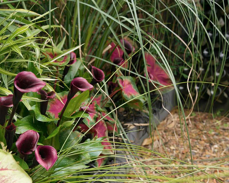 Calla 'Schwarzwalder' - Image 3