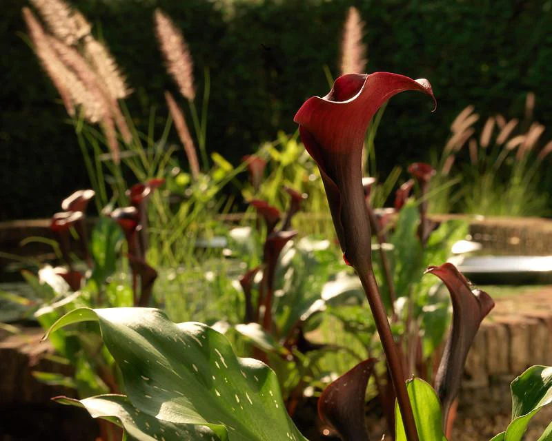 Calla 'Schwarzwalder' - Image 4