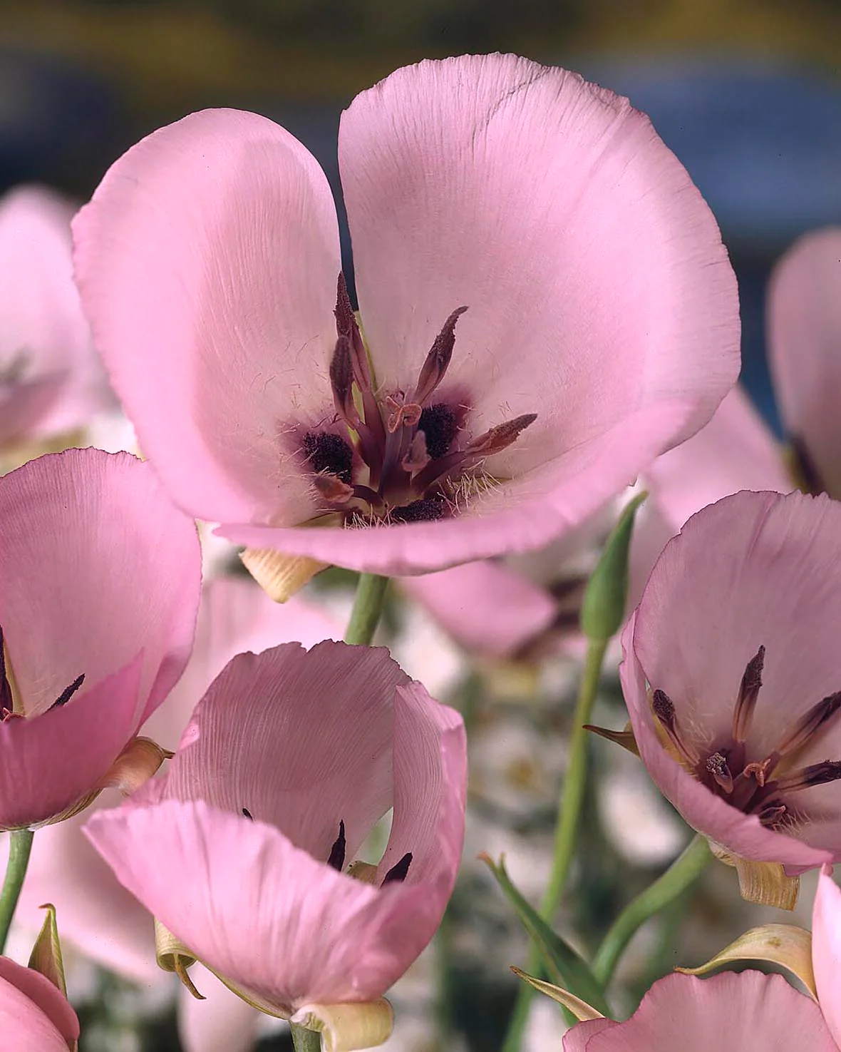 Calochortus 'Cupido' - Image 2