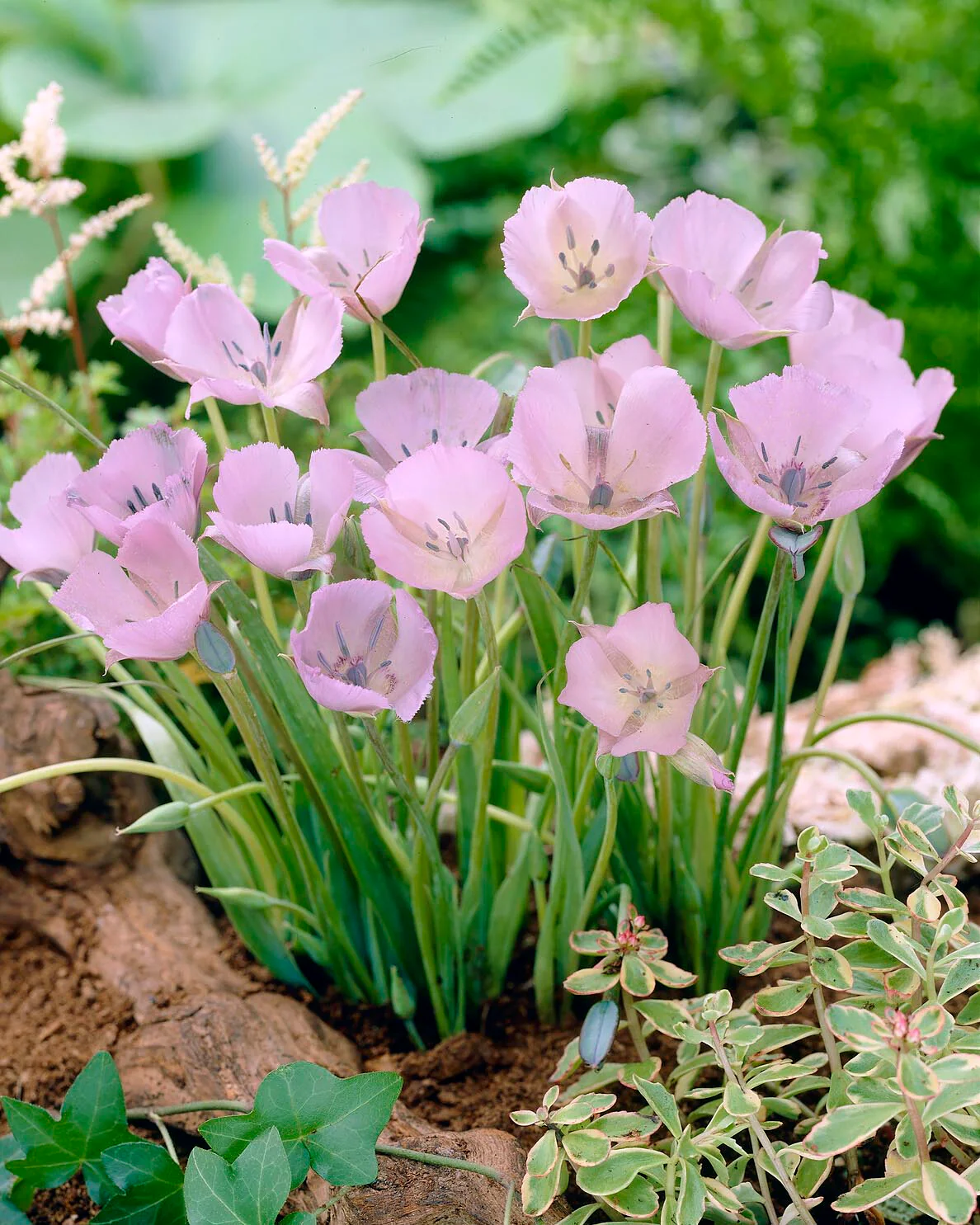 Calochortus 'Cupido' - Image 4