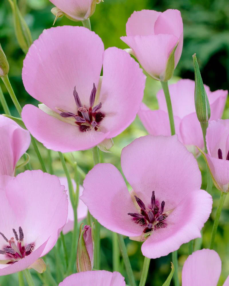 Calochortus 'Cupido' - Image 5