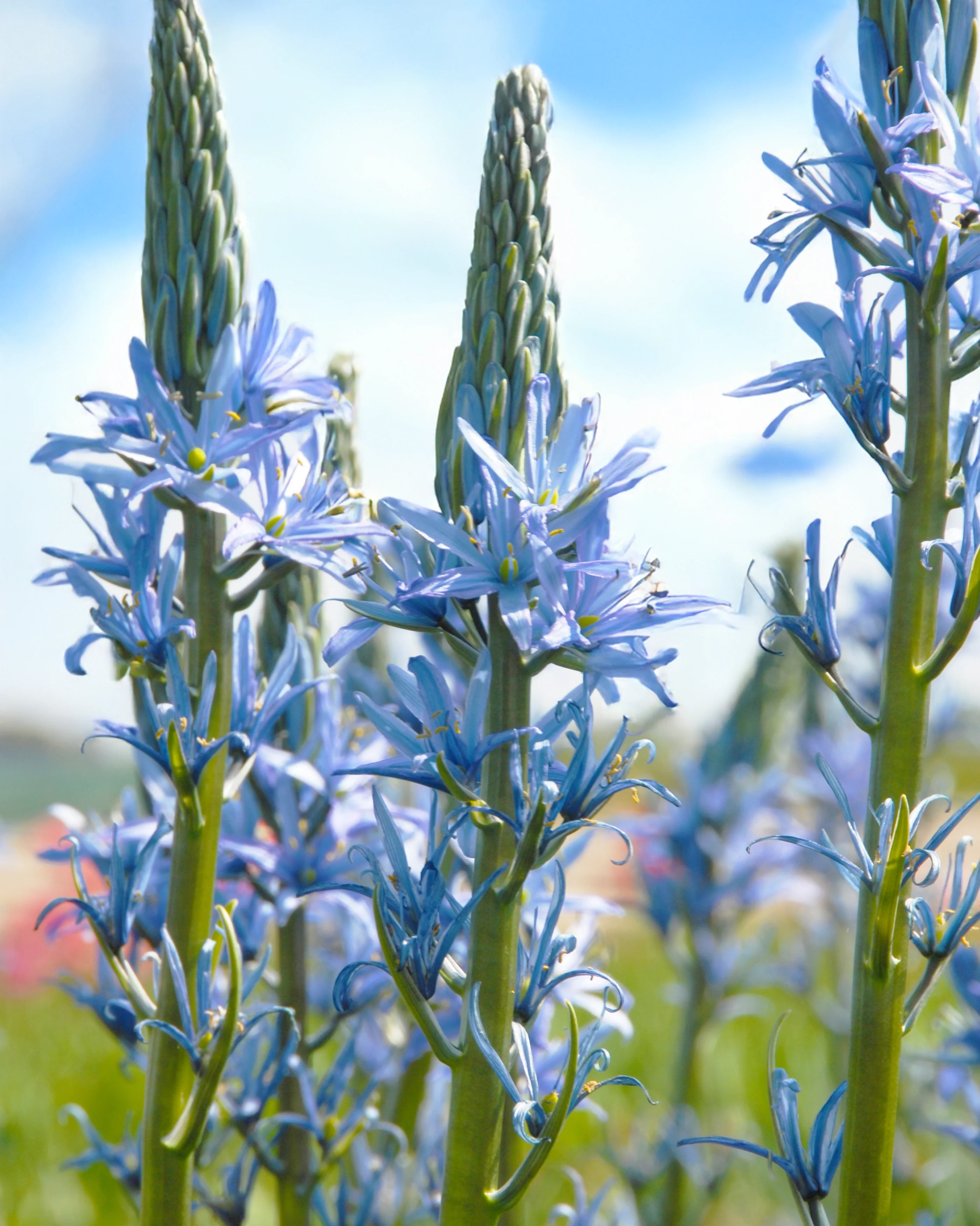 Camassia 'Blue Candle' - Image 3