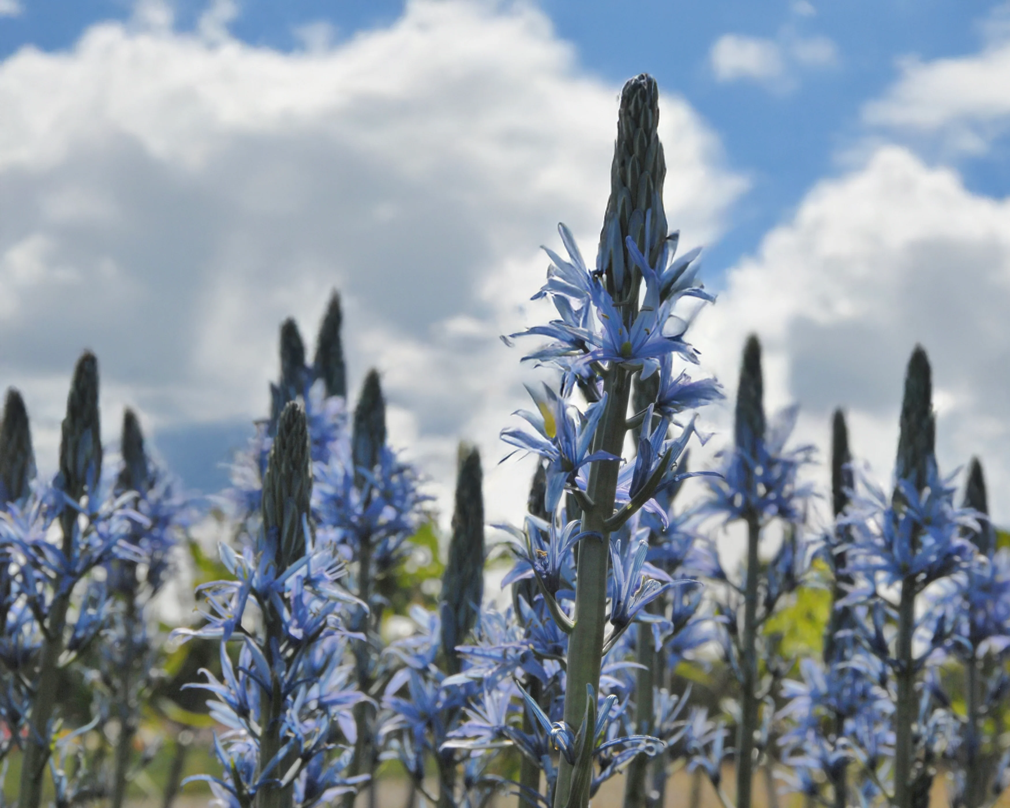 Camassia 'Blue Candle' - Image 9