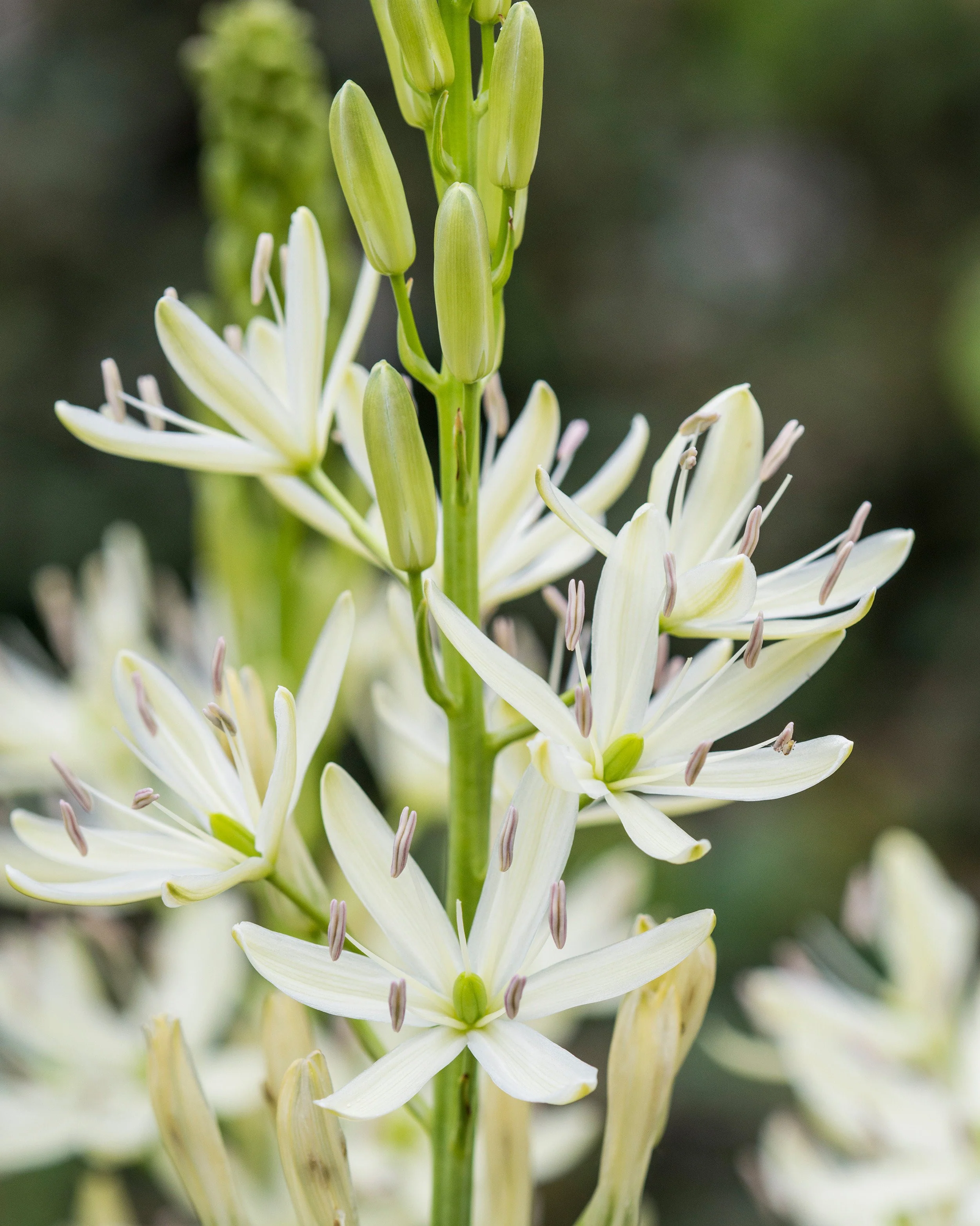 Camassia 'Alba' - Image 3
