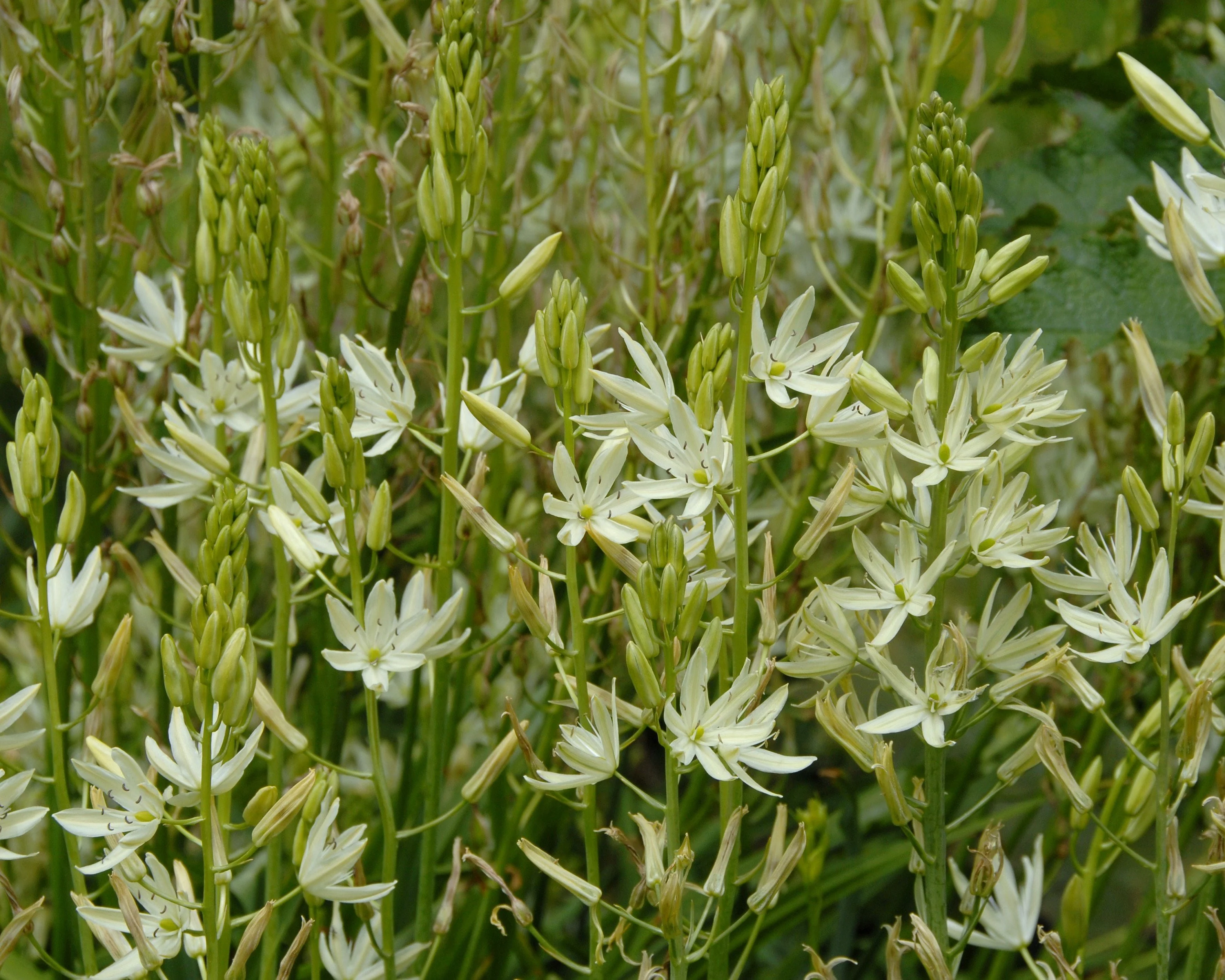 Camassia 'Alba' - Image 4